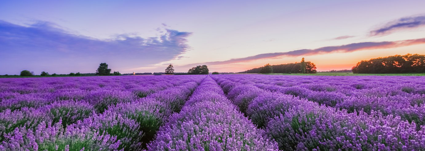 Lavender Field